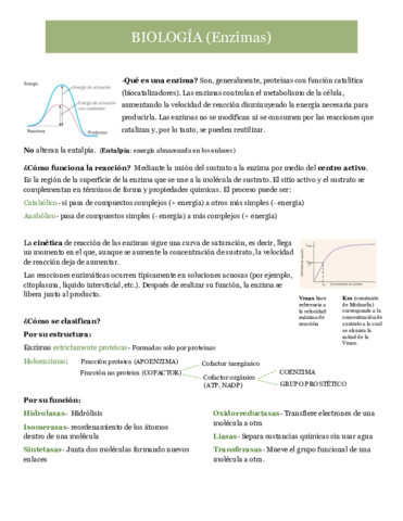 T3-Enzimas.pdf