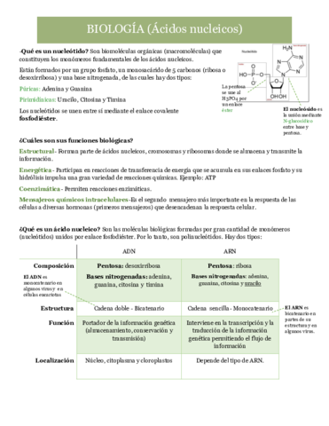 T4-Acidos-Nucleicos.pdf