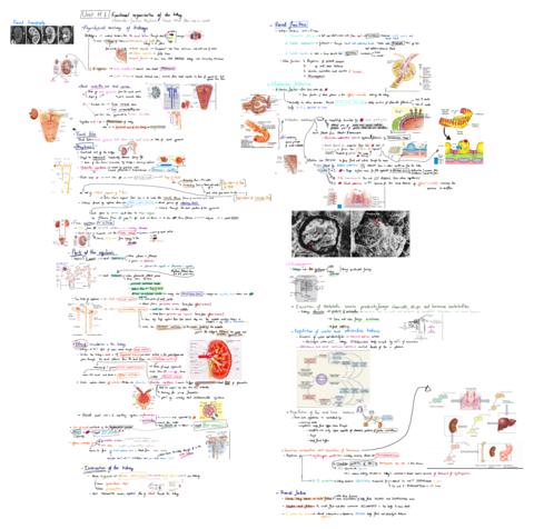 Functional-organisation-of-the-kidney.pdf