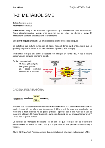 T-3-METABOLISME.pdf