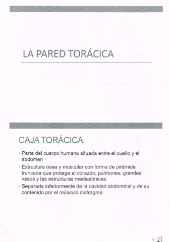Caja-toracica.pdf