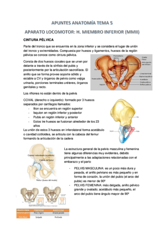 APUNTES-ANATOMIA-TEMA-5.pdf