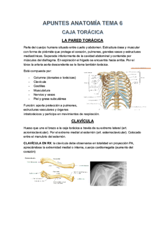 APUNTES-ANATOMIA-TEMA-6.pdf