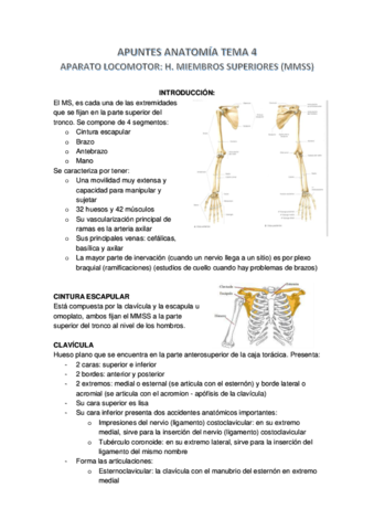 APUNTES-ANATOMIA-TEMA-4.pdf