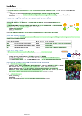Metabolismo.pdf