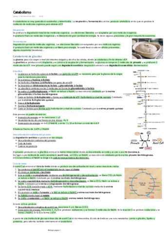 Catabolismo.pdf