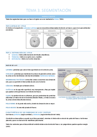Segementación. Morula.pdf