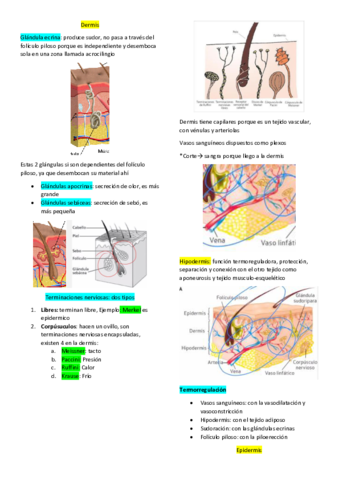 Resumen-final-piel.pdf