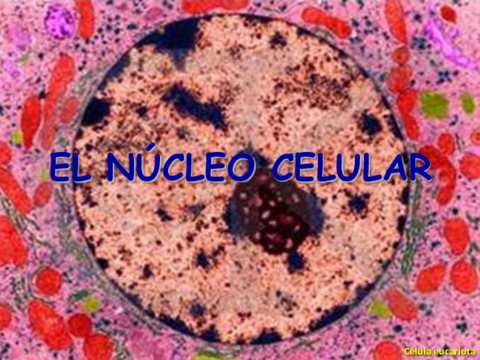 nucleocromosomasadn4eso.pdf