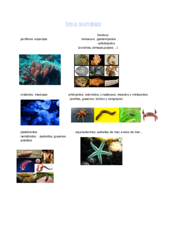 Tipos-de-invertebrados.pdf