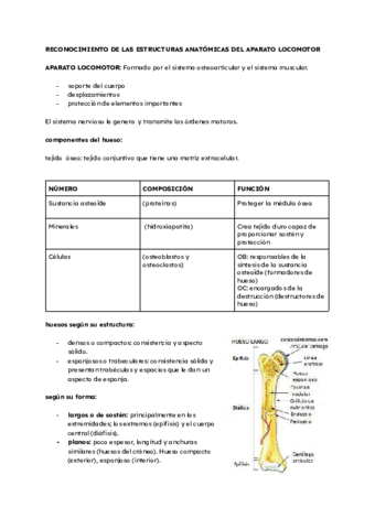 APARATO-LOCOMOTOR.pdf