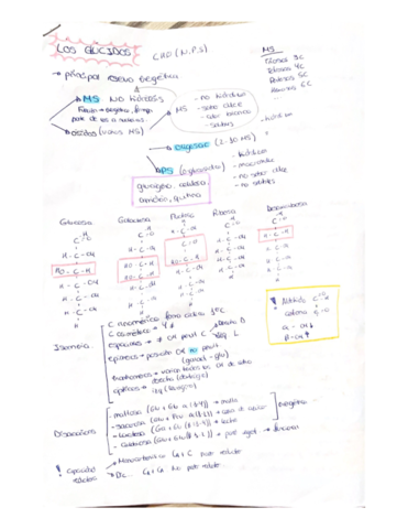 Los-glucidos-.pdf