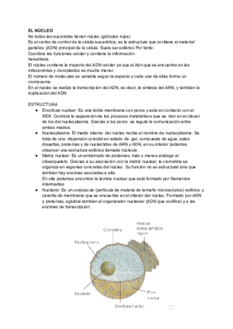 TEMA-11-NUCLEO.pdf