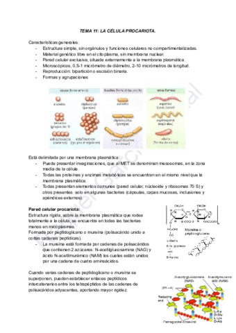 TEMA-11-LA-CELULA-PROCARIOTA.pdf