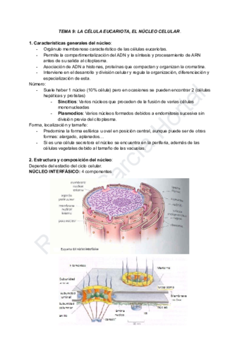 TEMA-9-LA-CELULA-EUCARIOTA-y-EL-NUCLEO-CELULAR.pdf