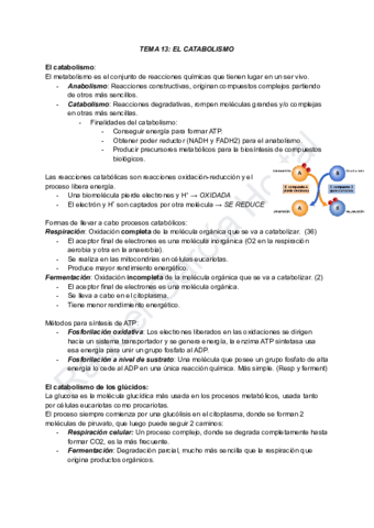 TEMA-13-EL-CATABOLISMO.pdf