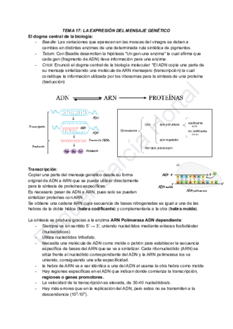TEMA-17-LA-EXPRESION-DEL-MENSAJE-GENETICO.pdf
