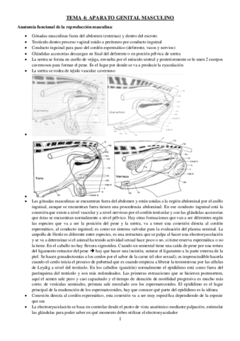 TEMA-4-REPRO.pdf