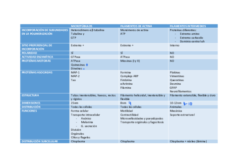 CITOESQUELETO-TABLA-LORENA.pdf