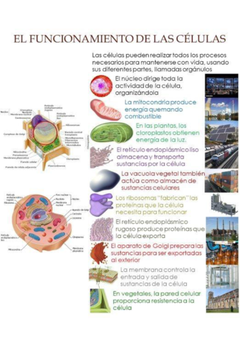 el-funcionamiento-de-las-celulas.pdf