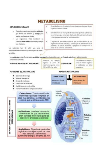 el-metabolismo-y-tipos-1.pdf