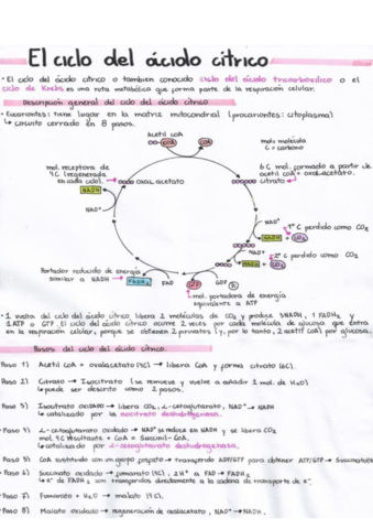 el-ciclo-del-acido-citrico.pdf