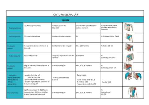 Miologia-hombro-y-codo-imp.pdf