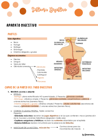 Sistema-Digestivo-resumen-pdf.pdf