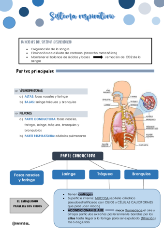 Sistema-respiratorio.pdf