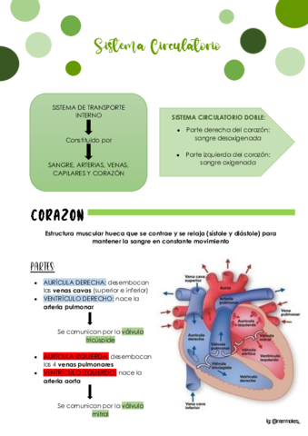 Sistema-Circulatorio.pdf