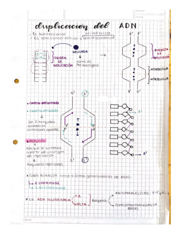 Duplicacion-Del-ADN-Resumen.pdf