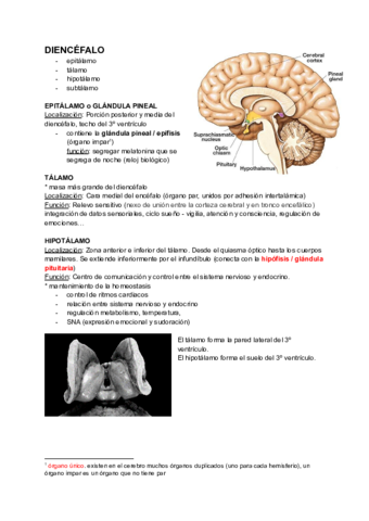 ANATO-CEREBRO-diencefalo-y-sistema-limbico.pdf