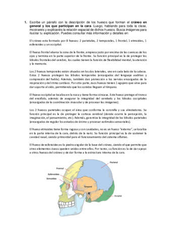 Practica-4-anatomia.pdf