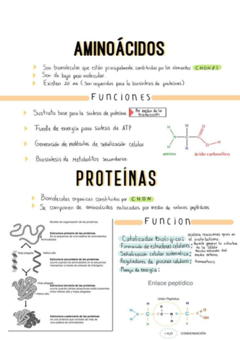 AMINOACIDOS.pdf