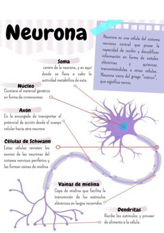 LA-NEURONA.pdf