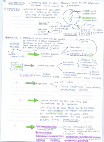 Apuntes-esquemasl-Fisio-tema-2.pdf