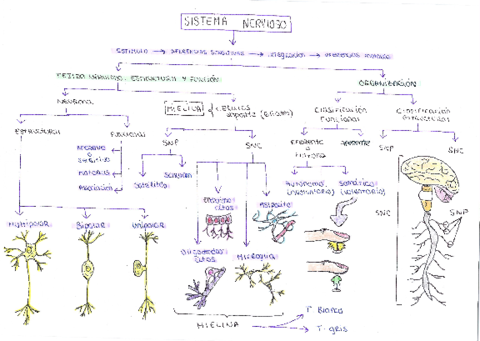 Portafolio-tema-7-Berta-Sabao-Marcos-fisio.pdf