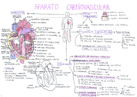 Mapa-conceptual-Berta-Sabao.pdf