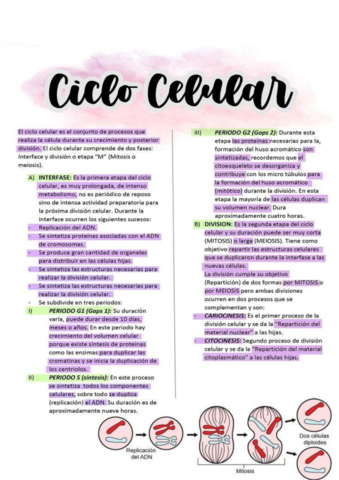 el-Ciclo-Celular.pdf