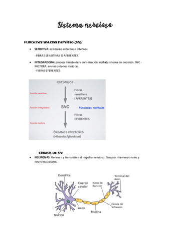 Sistema-nervioso.pdf