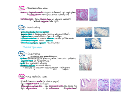 Resumen prácticas biocel e histo animal