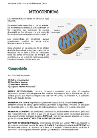 MITOCONDRIAS-PDF.pdf