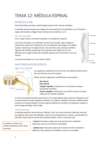 TEMA-12.pdf