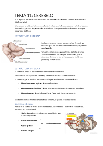 TEMA-11.pdf