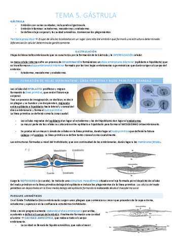 Gástrula. Ectodermo y Neurulación.pdf