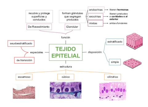 Esquema-Tejido-epitelial.pdf