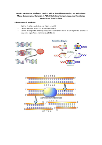TEMA-7-Genetica.pdf