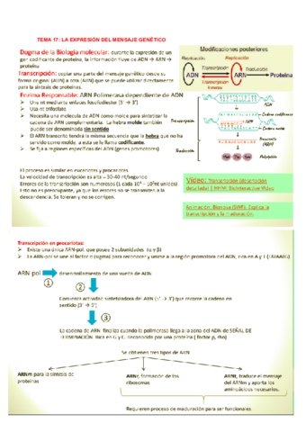 TEMA-17-LA-EXPRESION-DEL-MENSAJE-GENETICO-2.pdf