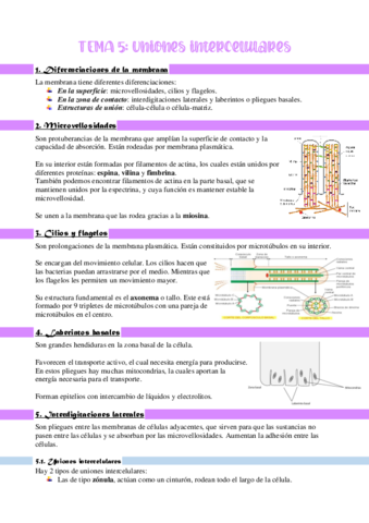 T5-UNIONES-INTERCELULARES.pdf