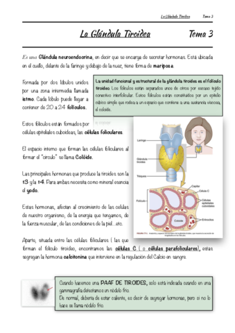 La-Glandula-Tiroidea-Tema-3.pdf